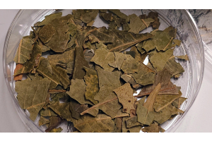 Neem in Ayurveda: Traditional Uses, Actions, and Modern Applications