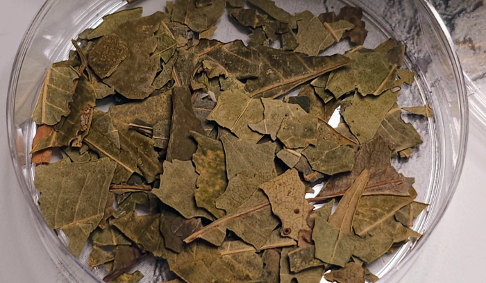 Neem in Ayurveda: Traditional Uses, Actions, and Modern Applications